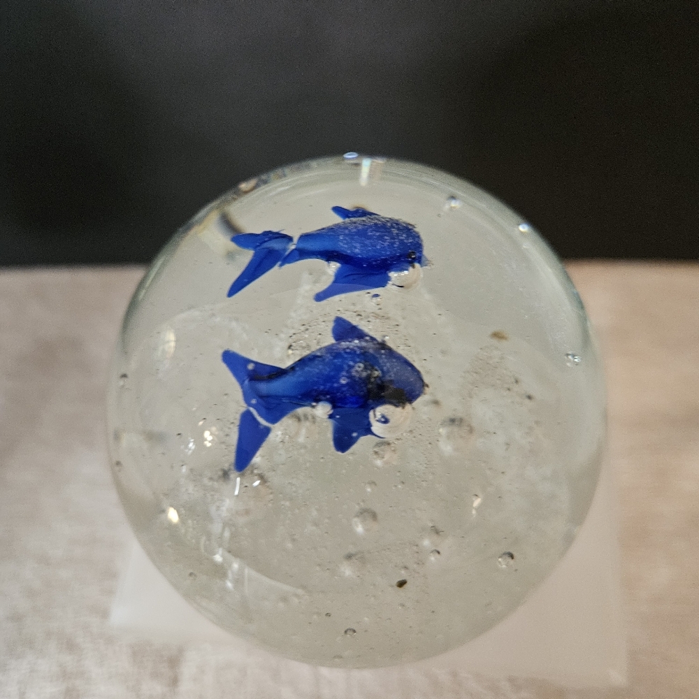 Dolphin Bullicante Bubbles Swimming Over Reefs  paperweight.